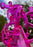 9" Triton Pink Klein Vortex Recycler Dab Rig