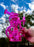 9" Triton Pink Klein Vortex Recycler Dab Rig